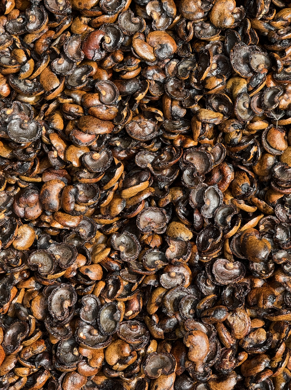 Cashew nuts and shells — raw biomass material